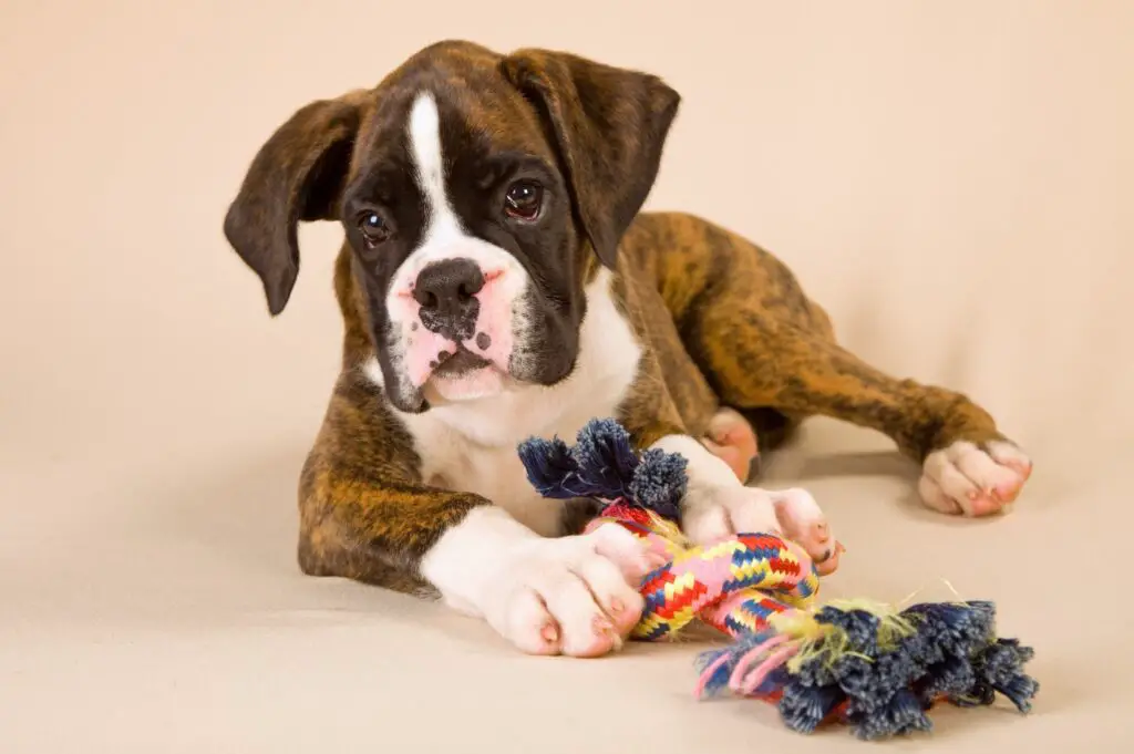 Boxer dog with toy