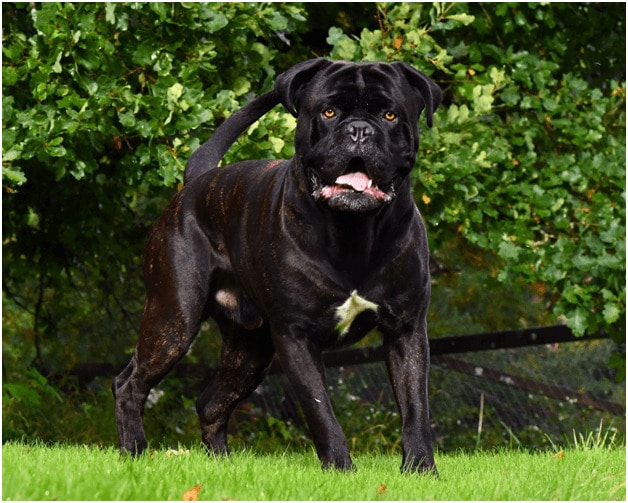 Cane Corso standing on grass