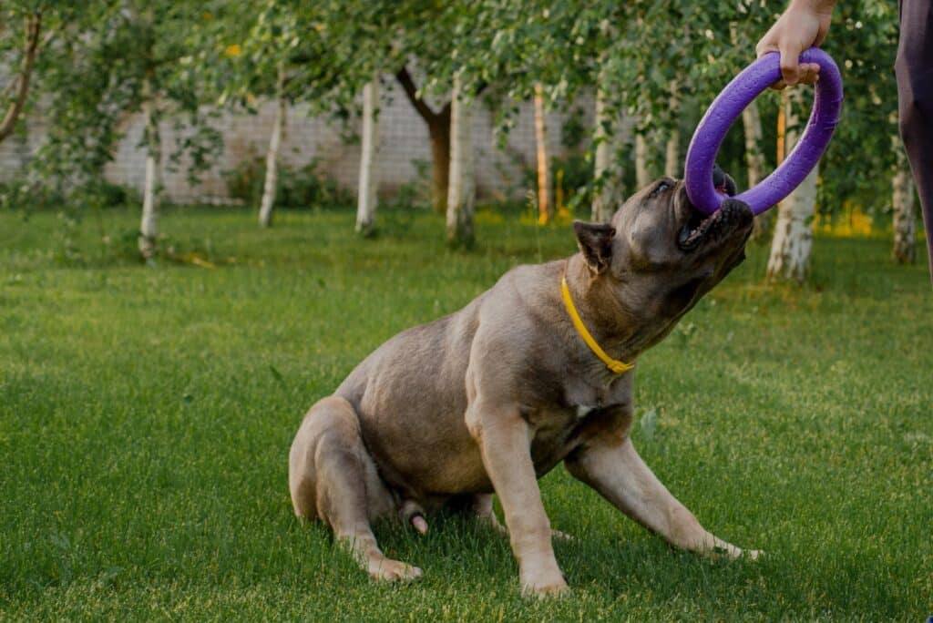 Cane Corso bite strength