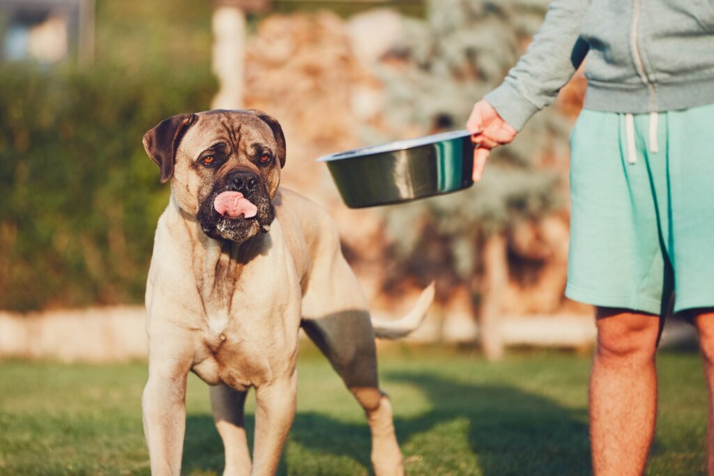 Cane Corso eating