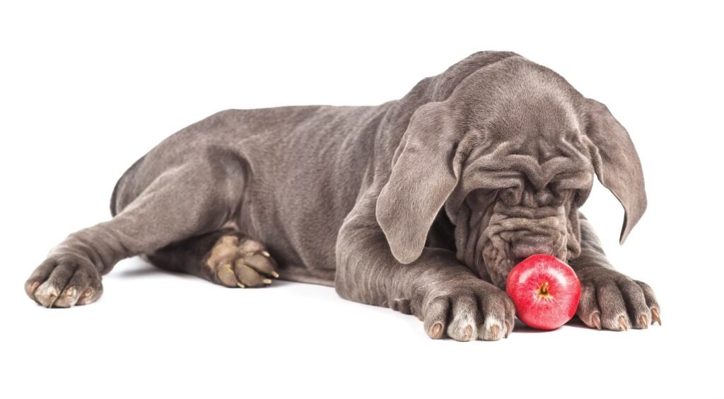 Cane Corso eating an apple