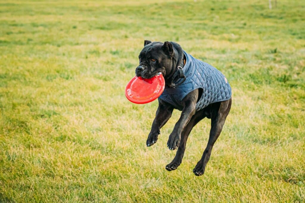 Cane Corso playing with frisbee