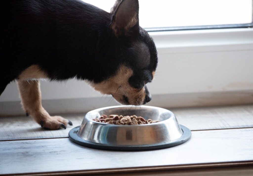 Chihuahua eating food