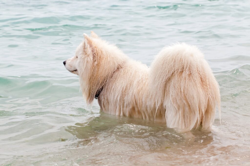 Chow with large fluffy coat