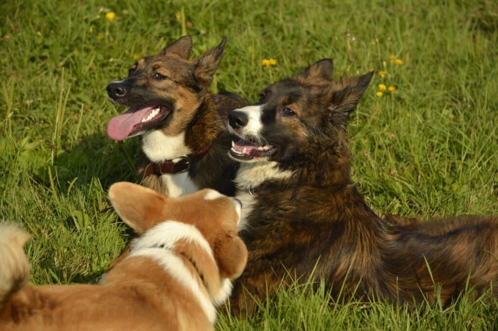 Corgi with other dogs