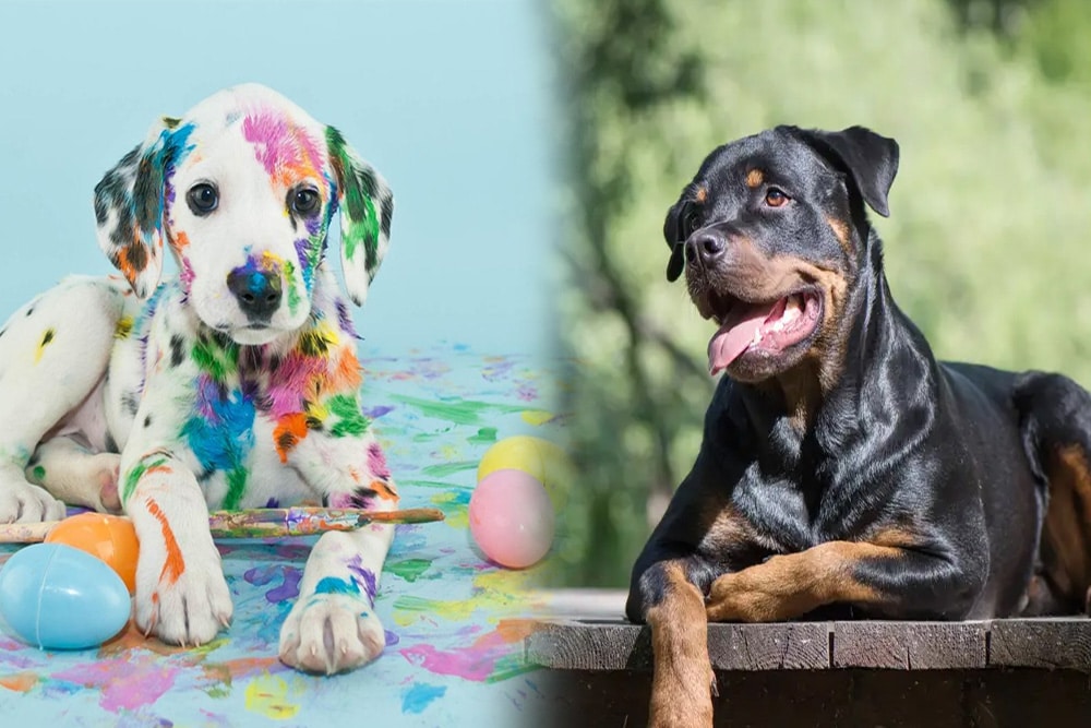 Dalmatian Rottweiler Mix