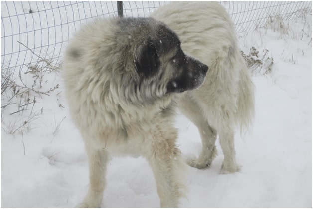 Great Pyrenees standing on snow