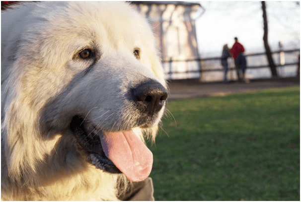 Cropped image of a Great Pyrenees
