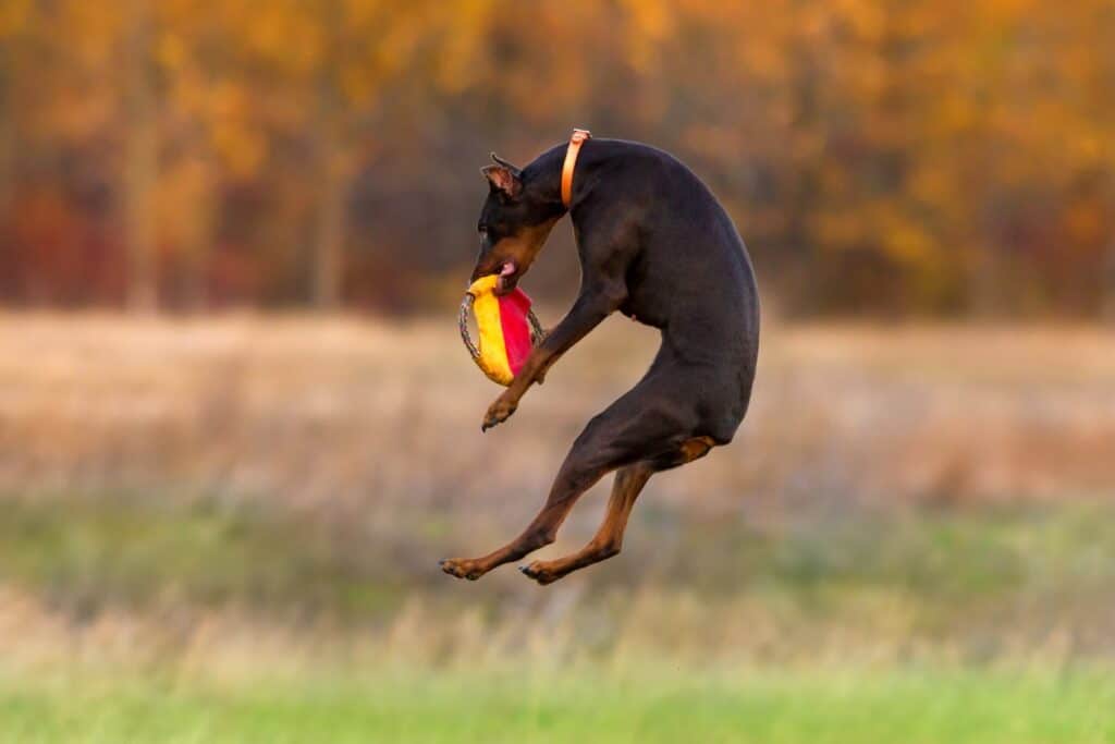 Doberman catching a frisbee