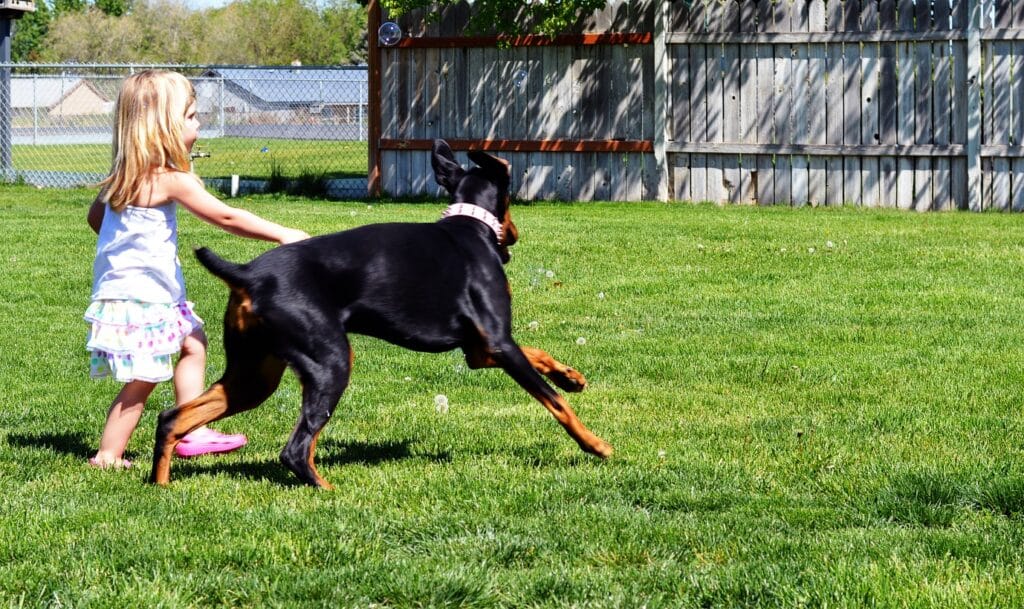 Doberman playing with a girl