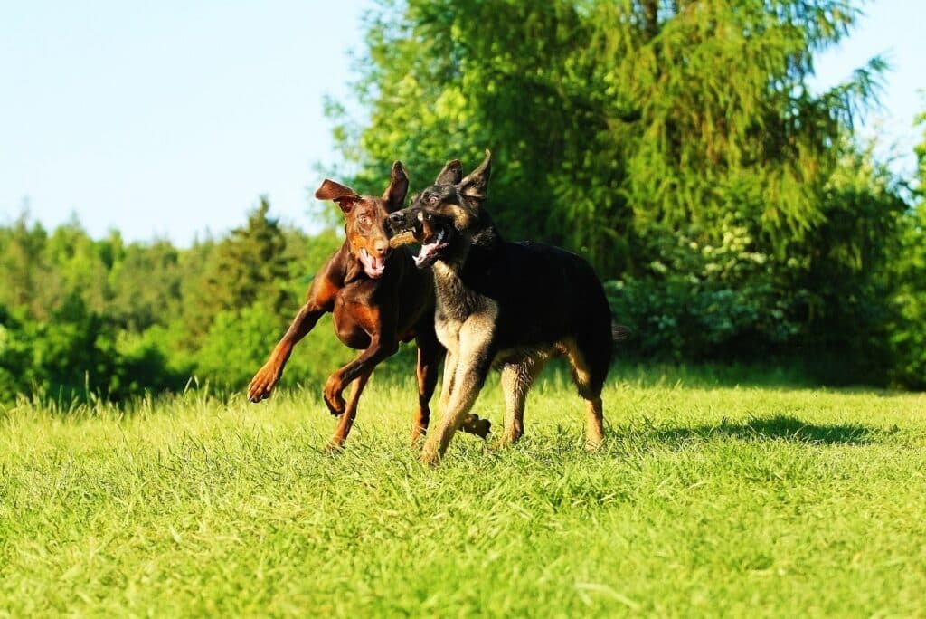Doberman with other dog