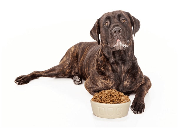 Cane Corso with food