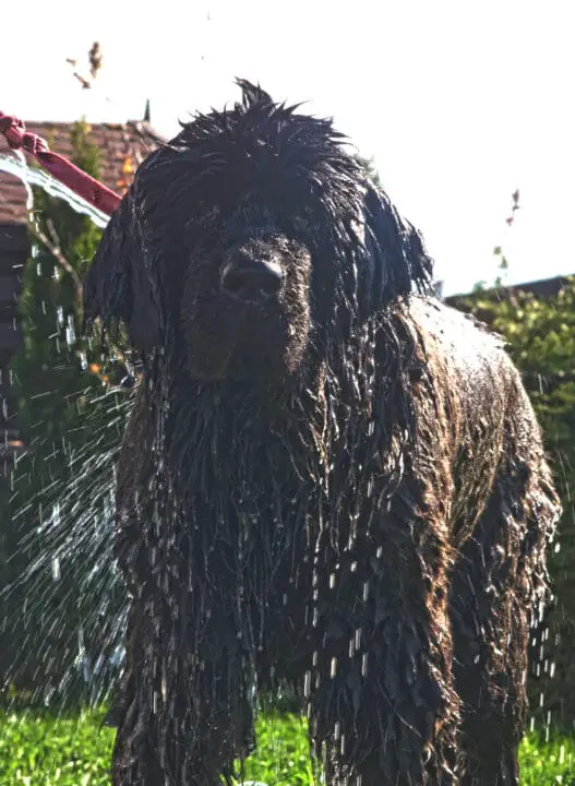 Newfoundland dog being washed