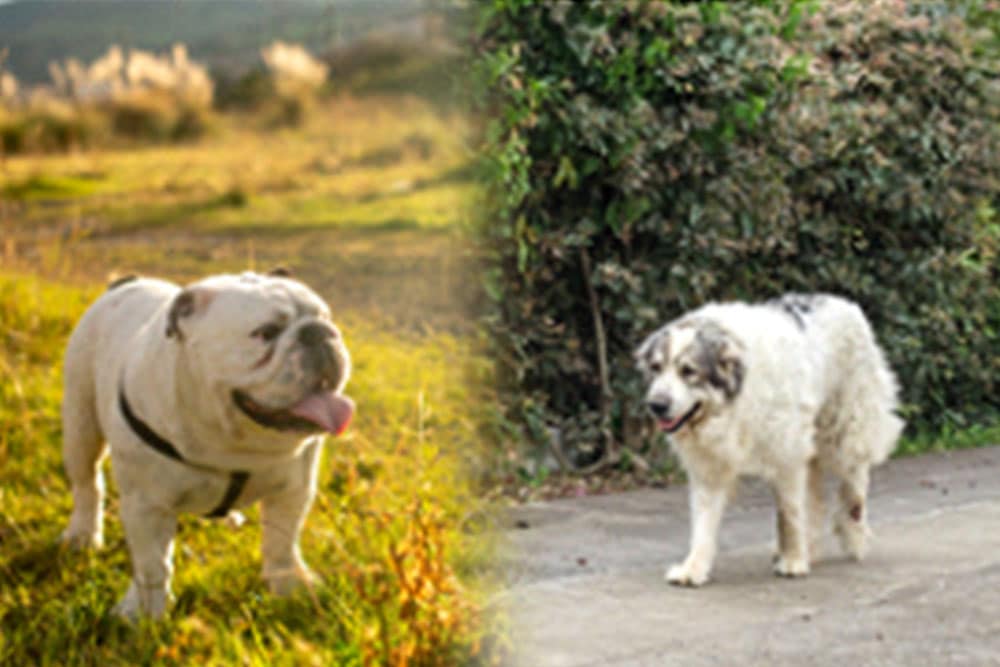 English Bulldog Great Pyrenees mix