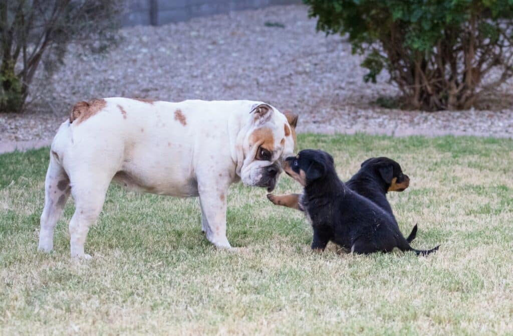 English Bulldog with other dog