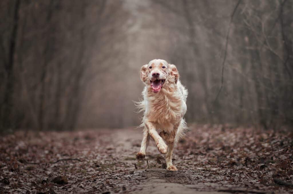 English Setter exercising