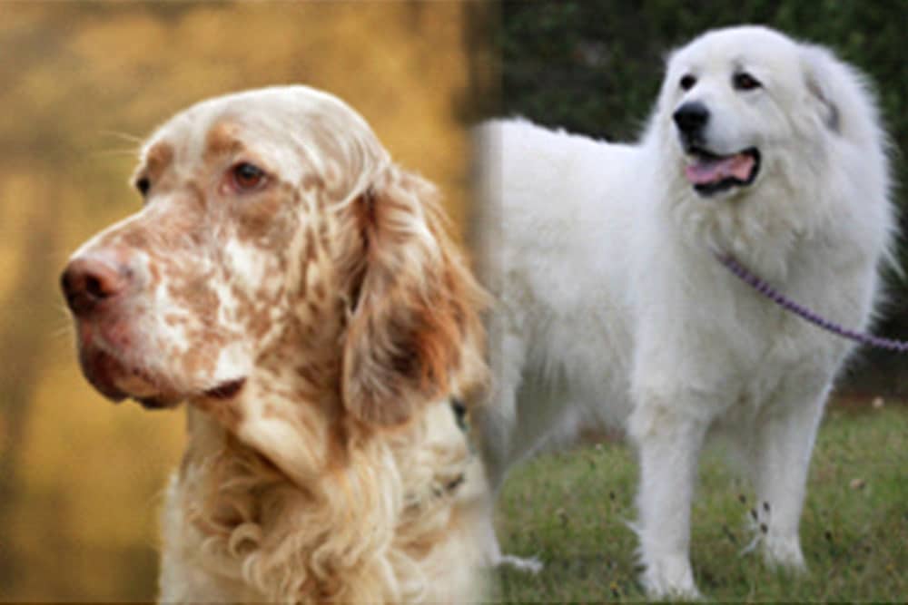 English Setter Great Pyrenees Mix