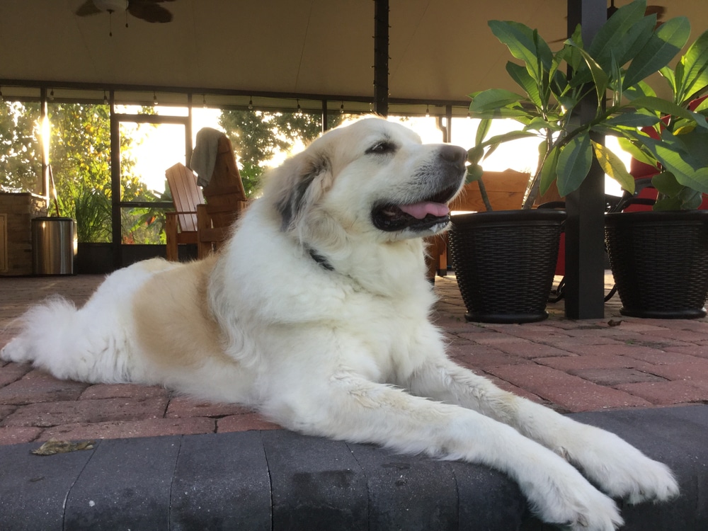 Friendly Great Pyrenees