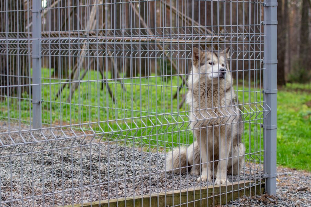 German Shepherd Alaskan Malamute Mix in cage