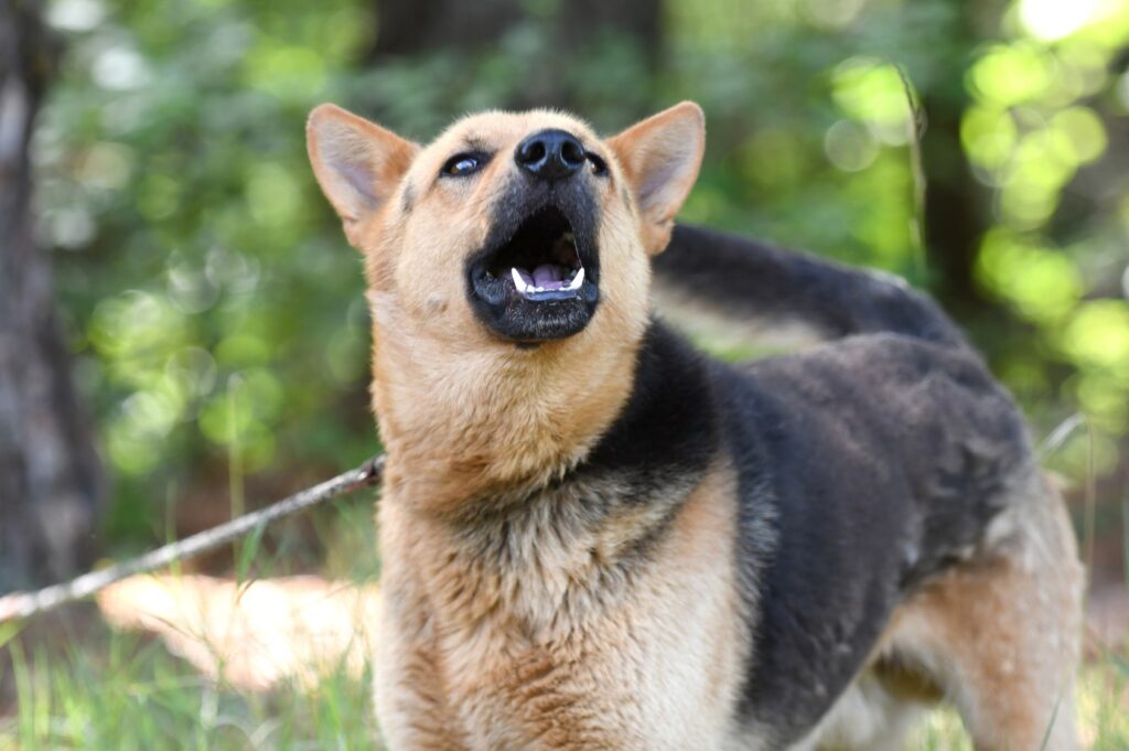 German Shepherd barking