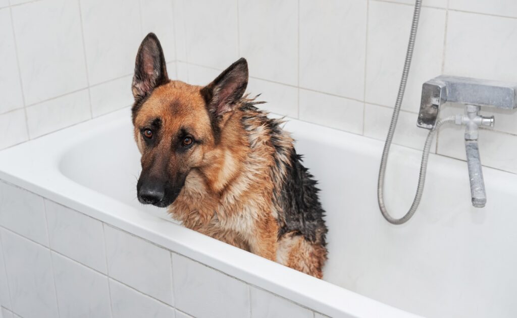 German Shepherd bathing