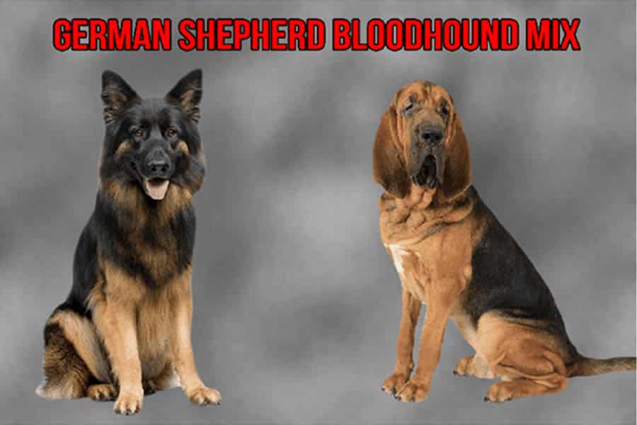 German Shepherd Bloodhound Mix