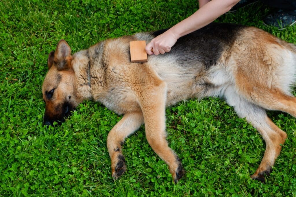 German Shepherd brushing