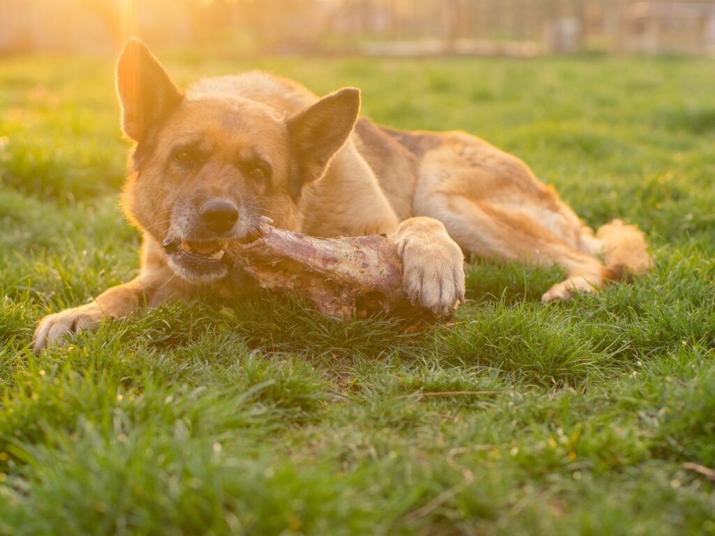 German Shepherd chewing bone