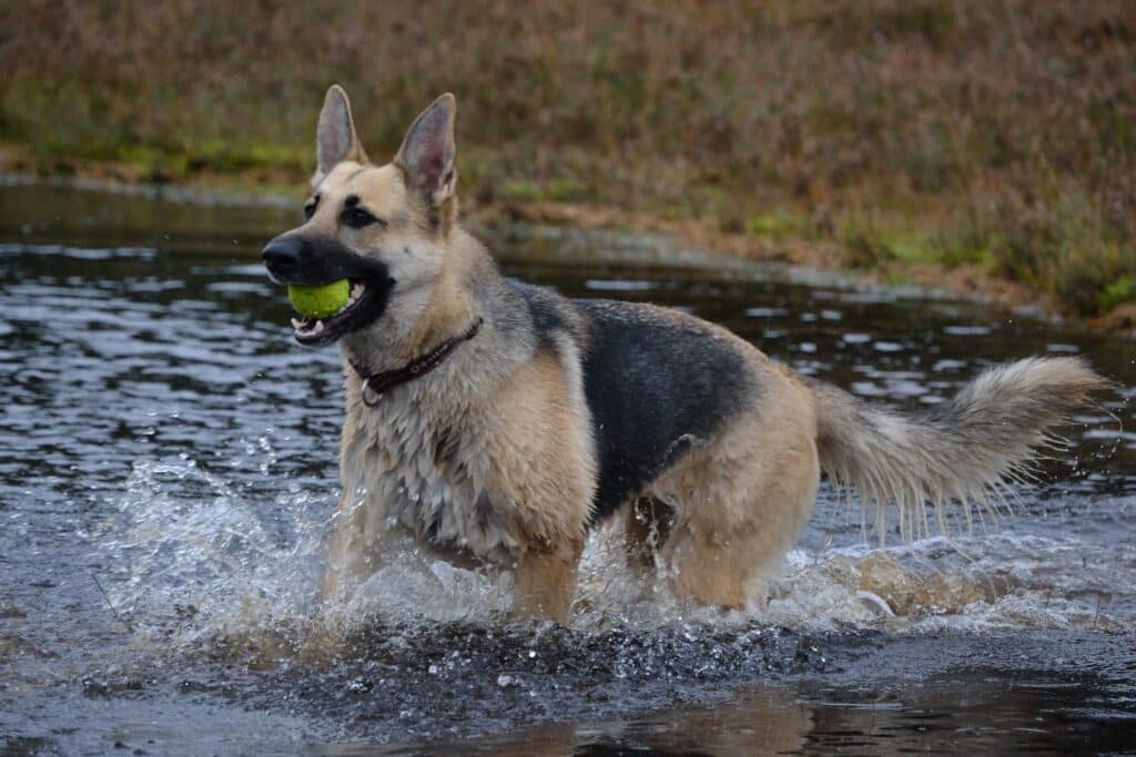 German Shepherd in cold water