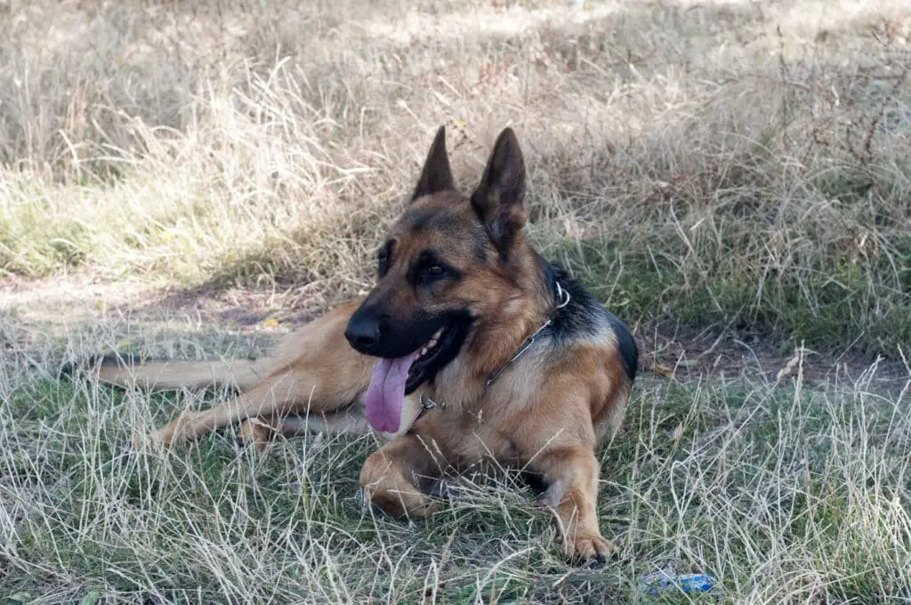 German Shepherd in hot weather