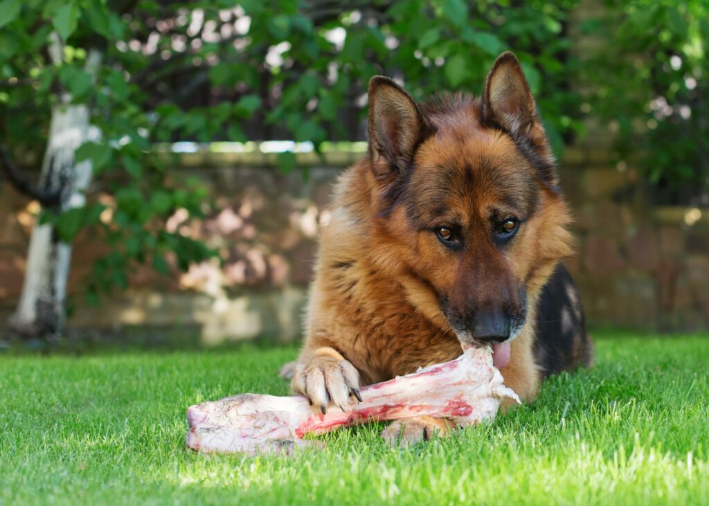 German Shepherd licking a bone
