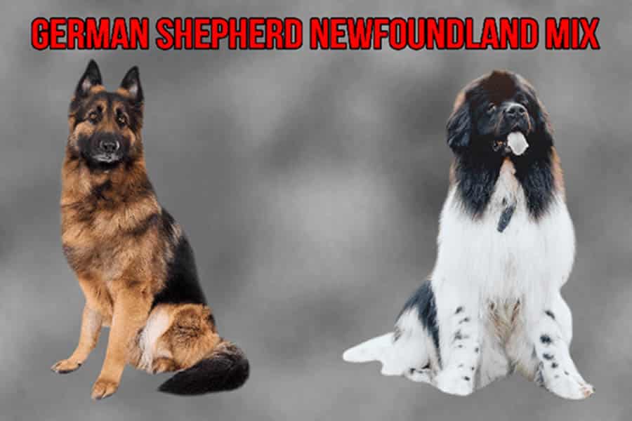 German Shepherd Newfoundland Mix
