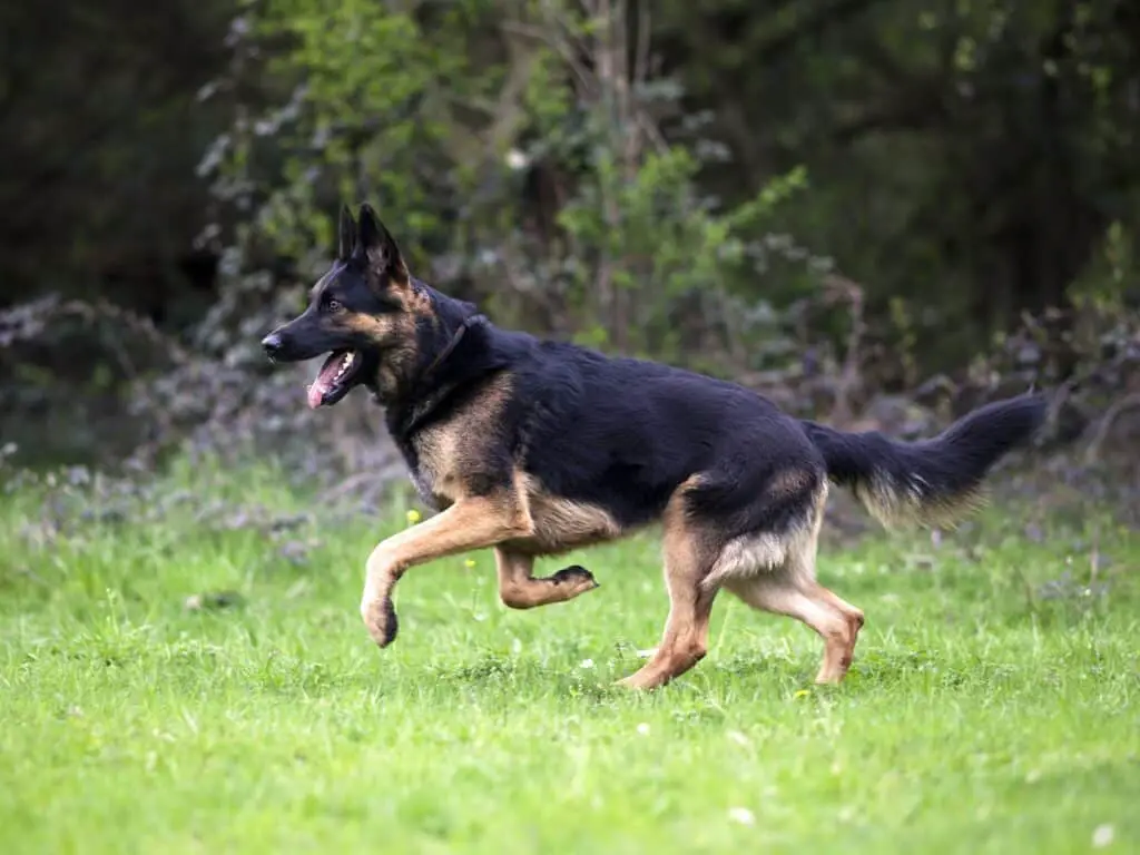 German Shepherd running