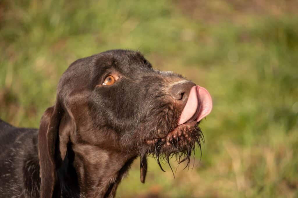 German Shorthaired Pointer drooling