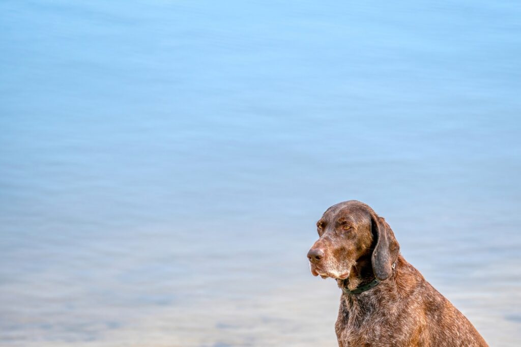 German Shorthaired Pointer relaxing