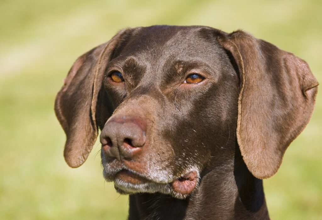 German Shorthaired Pointer relaxing