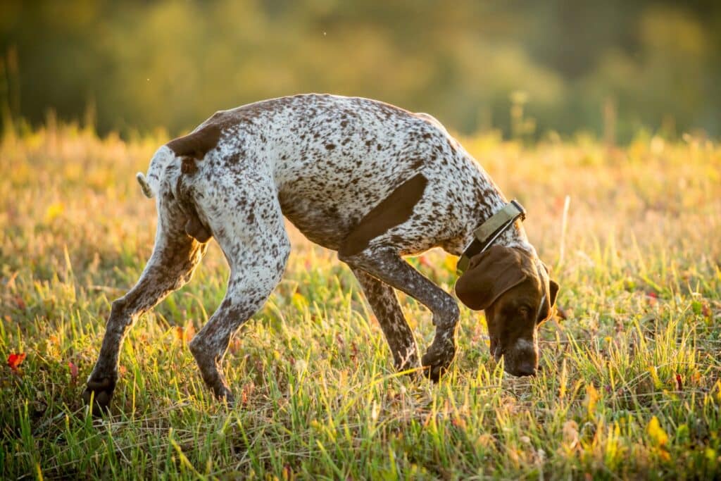 Healthy German Shorthaired Pointer