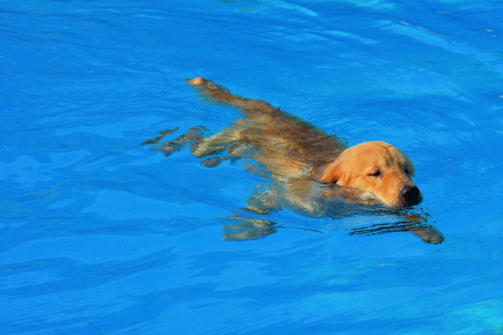 Golden Retriever in a swimming pool