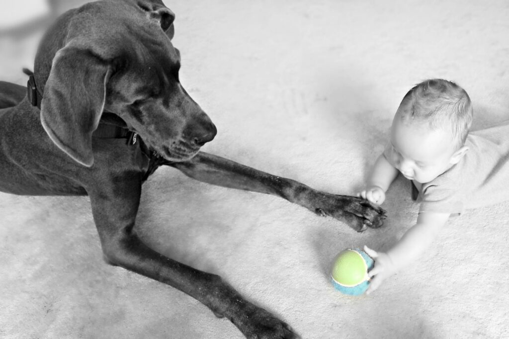 Great Dane playing with a baby