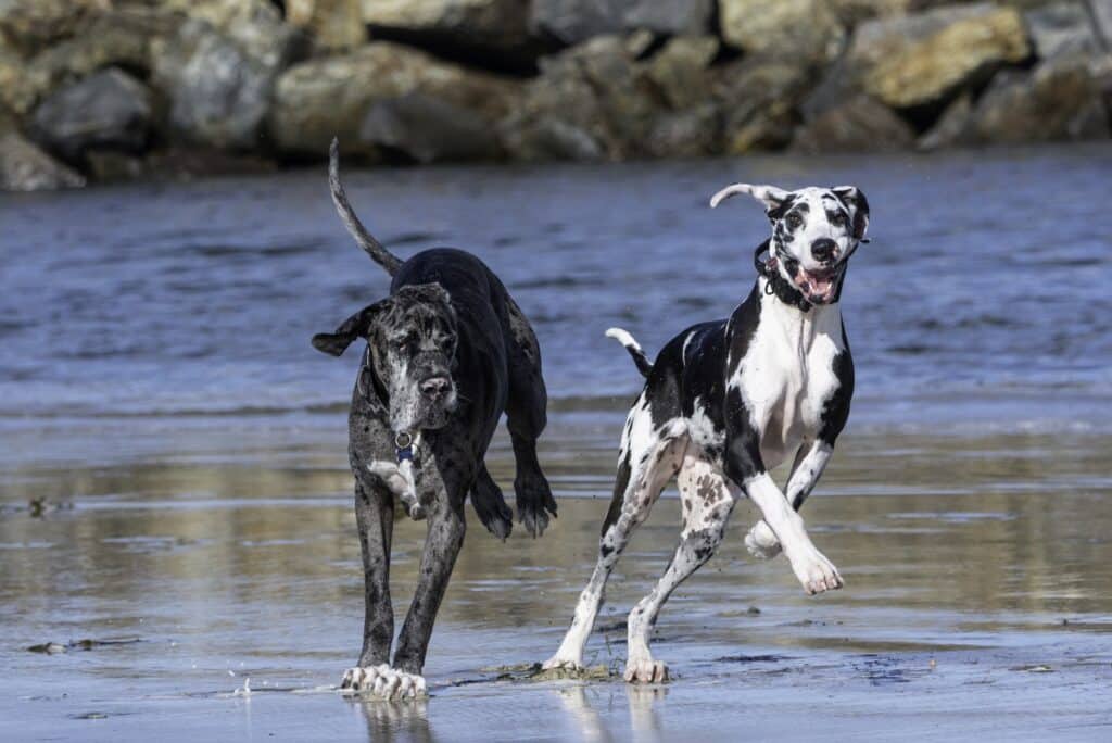 Great Dane playing with another dog