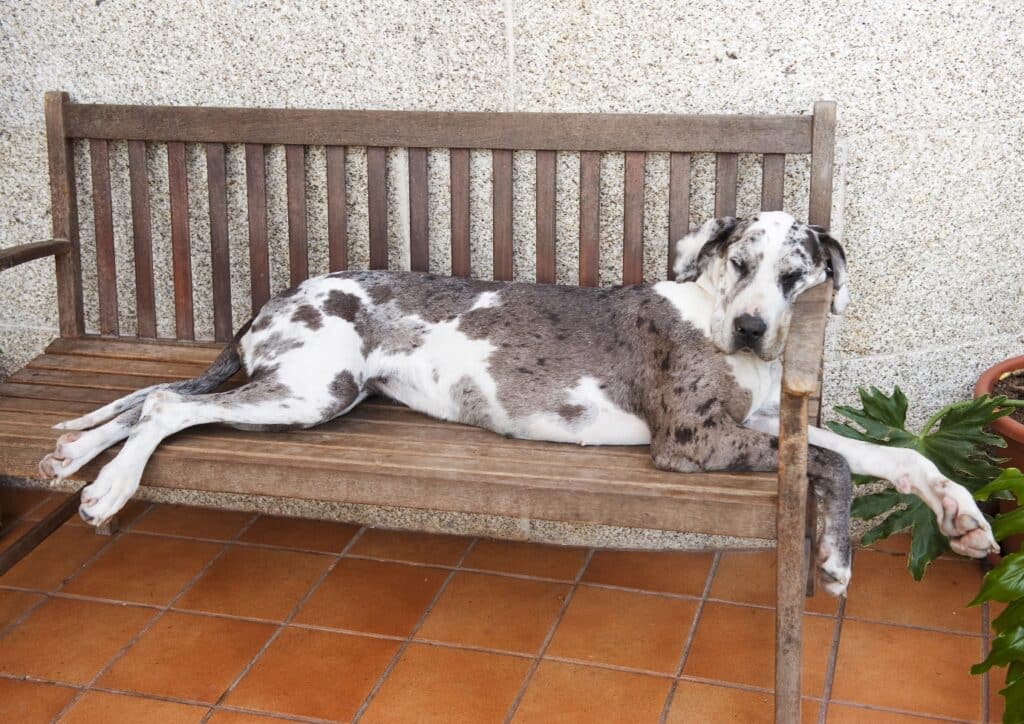 Great Dane relaxing on a bench