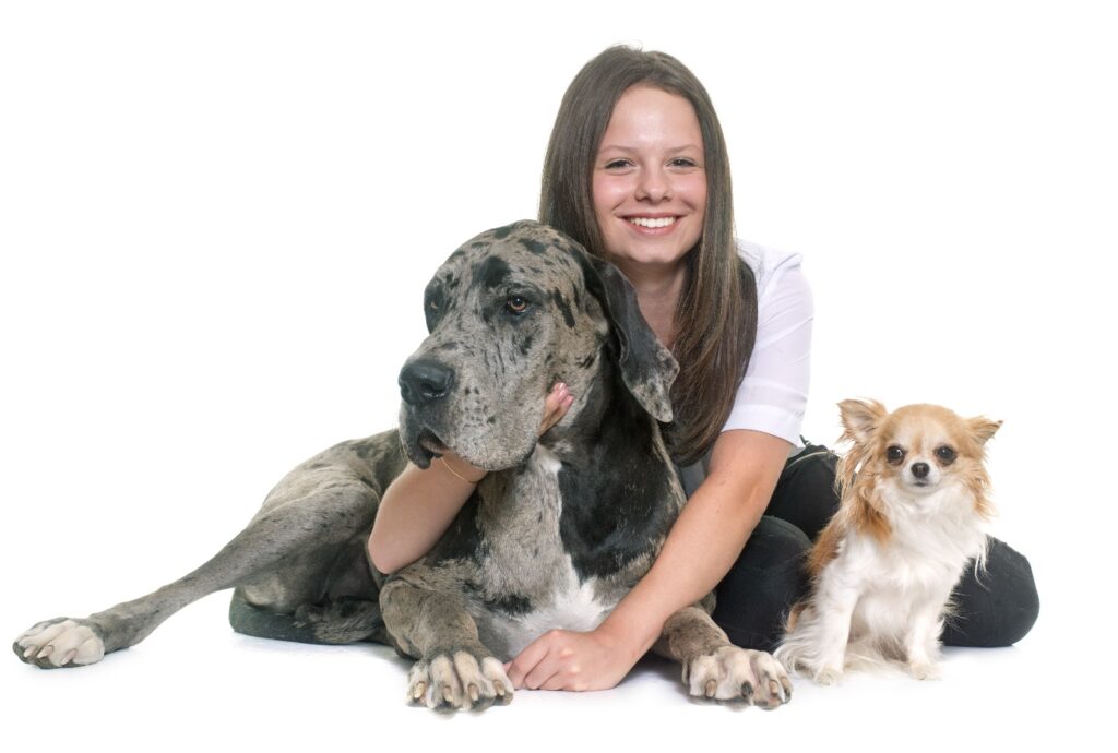Great Dane with a girl and a dog