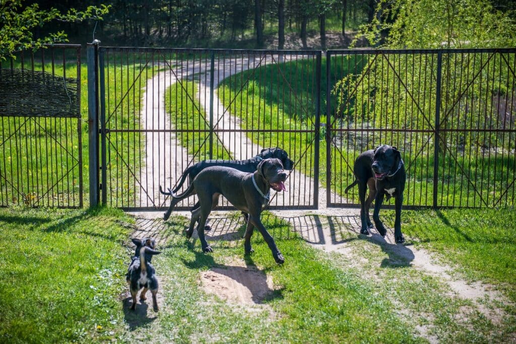 Great Dane with other dogs
