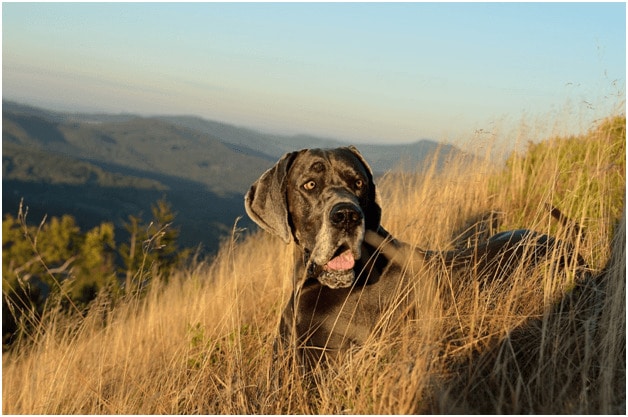 Great Dane dog standing on a hill