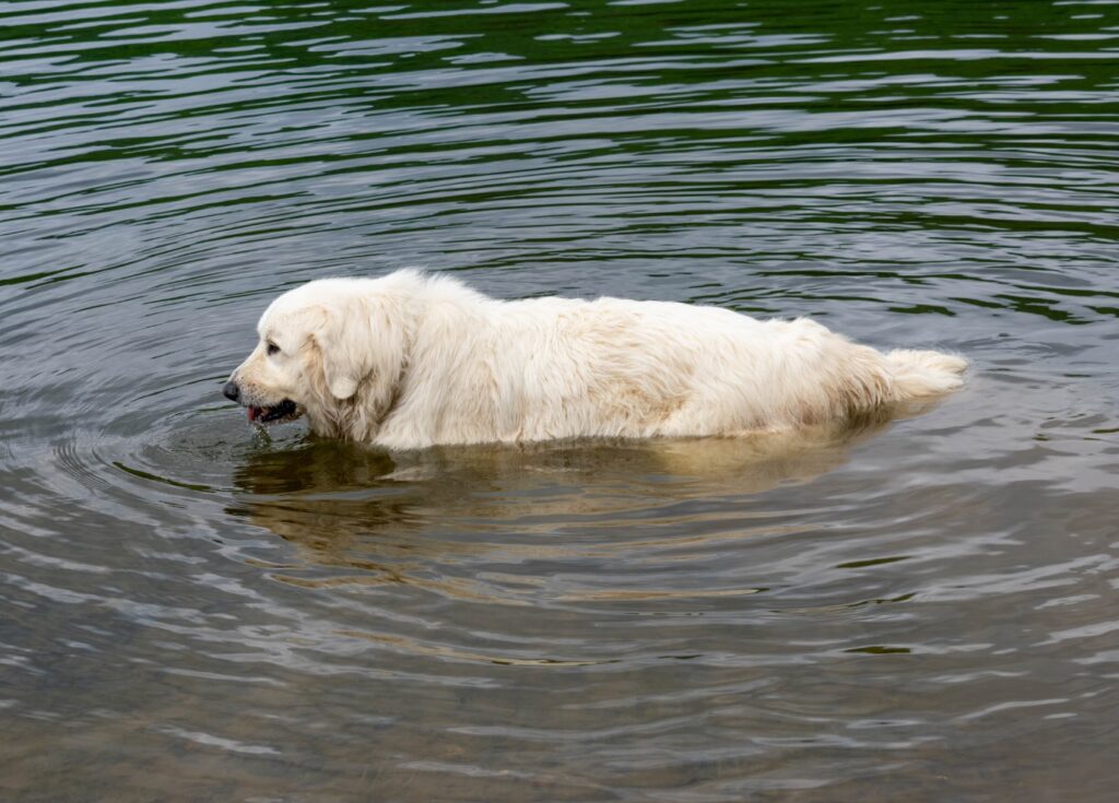 Great Pyrenees bathing in a lake