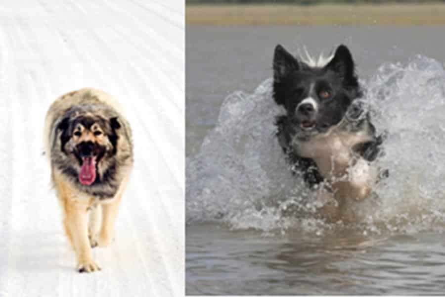 Great Pyrenees Border Collie