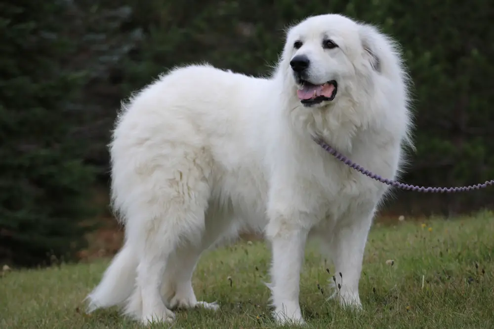 Great Pyrenees Comprehensive Guide