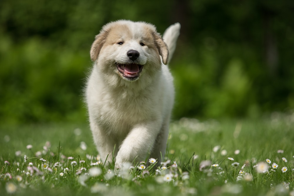 Great Pyrenees exercising