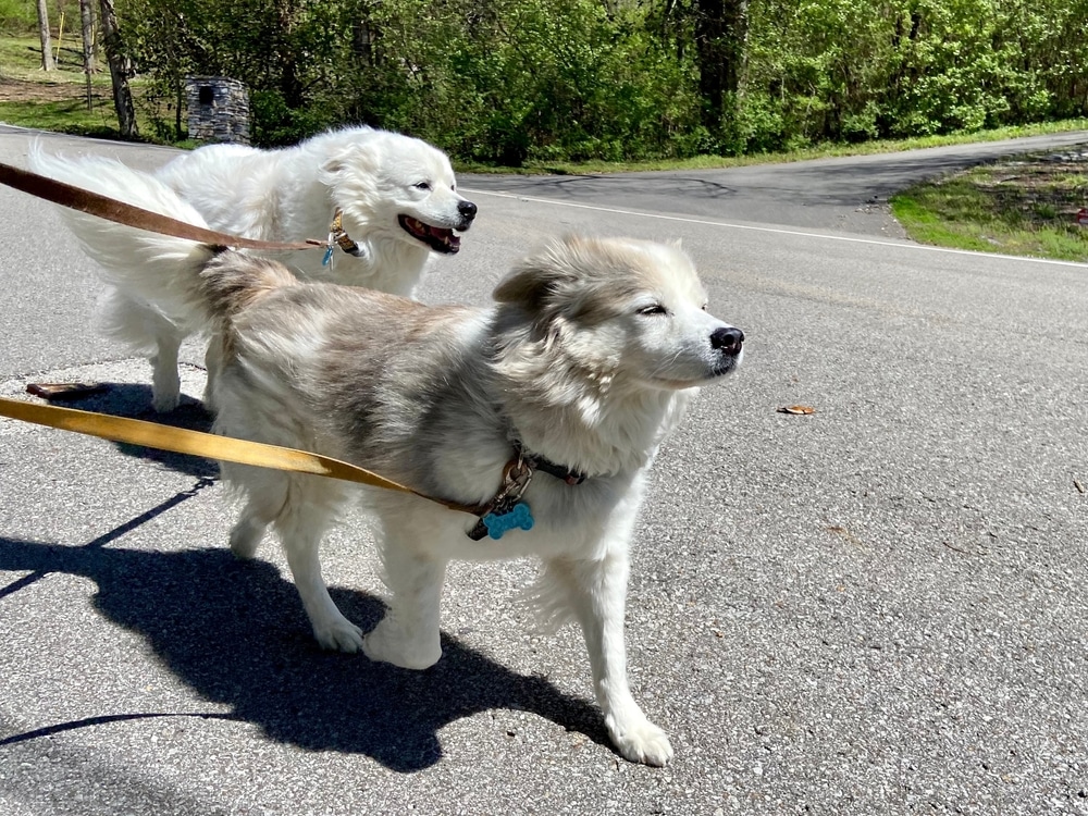 Great Pyrenees exercising