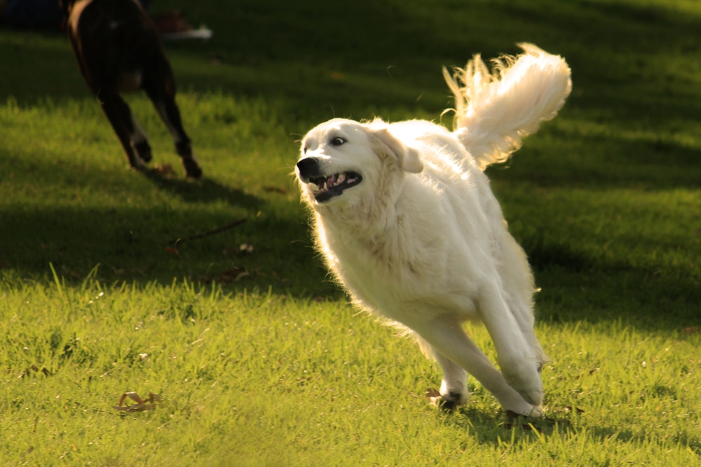 Great Pyrenees exercising